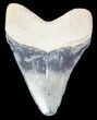Serrated,  Bone Valley Megalodon Tooth #46452-1